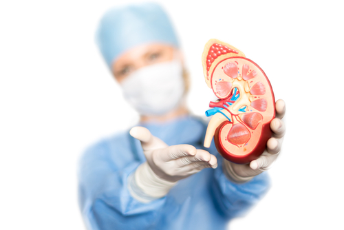 Alport, kidney transplantation